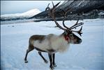 Lone Reindeer